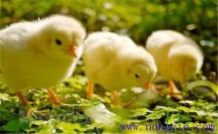 如何飼養(yǎng)小雞 怎樣讓母雞飼養(yǎng)陌生的小雞？
