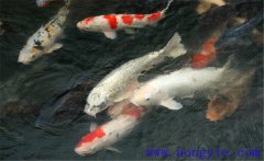 鯉魚是什么魚，鯉魚是淡水魚還是海水魚？