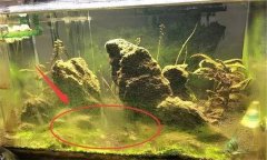水族箱水渾濁怎么辦、用什么藥 如何布置水草