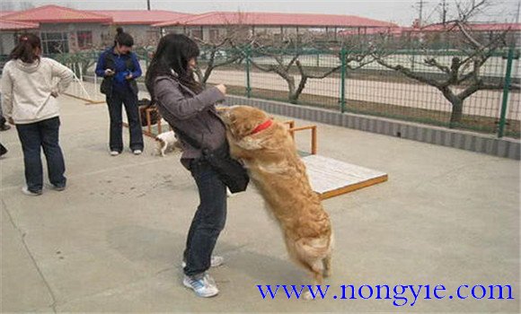 怎樣阻止狗撲人、如何糾正
