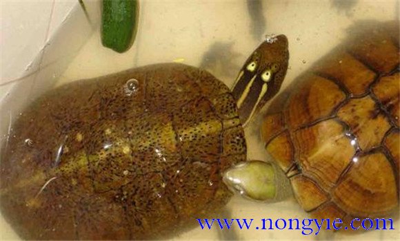 四眼斑水龜可以飼養(yǎng)嗎？