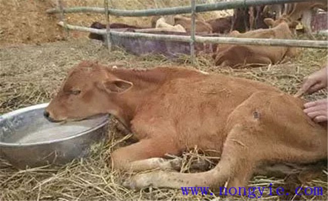 牛水瀉的病因和預(yù)防、防治方法