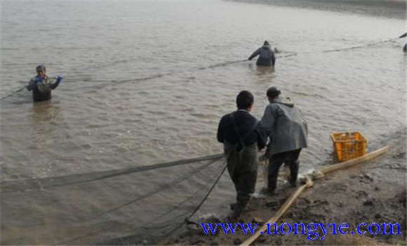 魚(yú)種運(yùn)輸方法與技術(shù)要點(diǎn)及注意事項(xiàng)