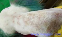 犬真菌性皮膚病癥狀表殃，如何診斷與治療