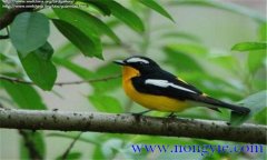 如何調教百靈鳥？百靈鳥的調教與訓練方法