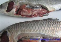 草魚出血病發(fā)病原因、癥狀、治療方法