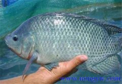 羅非魚的原產(chǎn)地是哪里，其生活習(xí)性如何？