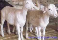 羊胃腸炎癥狀和治療的方法、病因是什么？
