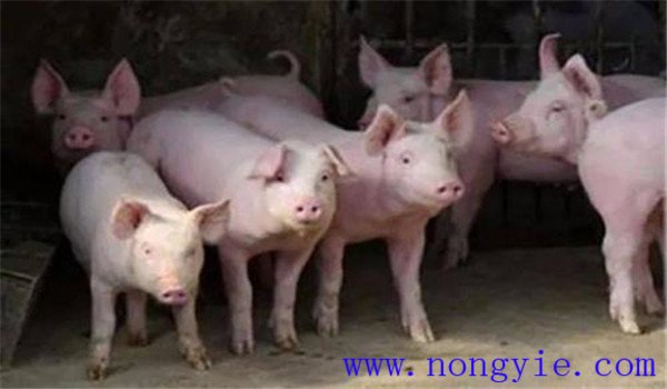 養(yǎng)豬多久驅一次蟲