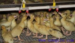 雛鴨飼養(yǎng)及管理要點(diǎn)：飼喂、溫度、飼養(yǎng)密度等