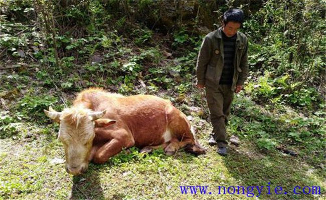牛食用爛紅薯中毒的癥狀表現(xiàn)、診治與治療方法