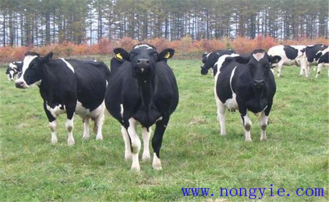 冬春季奶?？茖W(xué)飼養(yǎng)管理技術(shù)