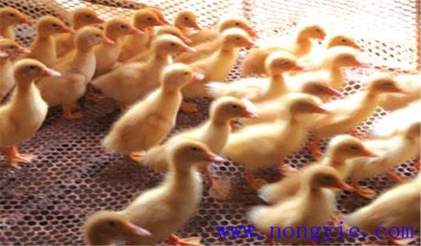 雛鴨開水、飲水注意事項(xiàng)