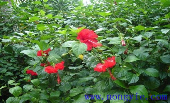盆栽扶?；ㄔ趺答B(yǎng)才能開好花
