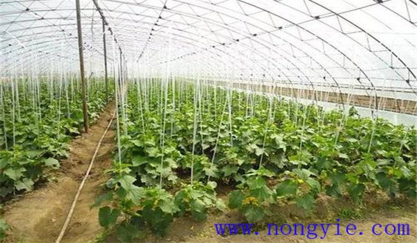 如何合理施用氮肥，施氮肥注意什么
