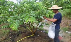 番石榴修剪方法與疏花疏果、果實套袋技術要點