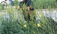 萱草要怎樣施肥？萱草的水肥管理