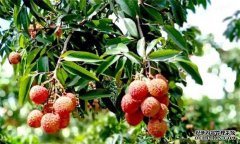 荔枝需要什么種植環(huán)境？荔枝種植技術有什么？