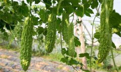 苦瓜種植技術(shù)與管理法？苦瓜該如何種植？