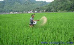 水稻用什么肥料好？水稻施肥需要注意的事項(xiàng)