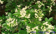 冬季九里香如何種植？該注意哪些環(huán)境因素？