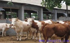 架子牛如何快速育肥？架子牛強(qiáng)化育肥方法