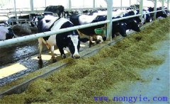 牛飼料知識(shí)-一頭奶牛需要多少青貯飼料？