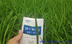 沖施肥哪個(gè)品牌好？沖施肥和水溶肥的區(qū)別