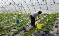 大棚蔬菜如何使用沖施肥，施用時(shí)要注意什么