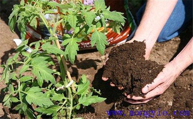有機(jī)肥的優(yōu)點與好處