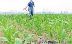 怎樣使用玉米除草劑，有哪些需注意事項(xiàng)？