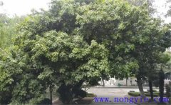 紫楠是常綠還是落葉植物，紫楠樹簡介