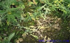 油菜病害有哪些？油菜病蟲害防治技術(shù)