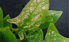 菠菜斑點病有哪些特征？菠菜斑點病的防治方法