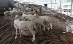 羊妊娠毒血癥如何預(yù)防、如何用藥？