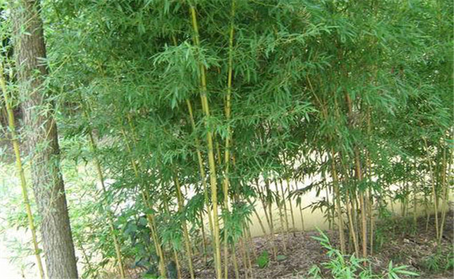 黃槽竹的變種、變型及品種有哪些