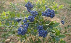 我國的藍(lán)莓產(chǎn)地在哪里？藍(lán)莓種植技術(shù)要點
