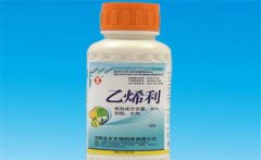 黃瓜為什么要噴乙烯利 噴施時間、濃度如何掌握
