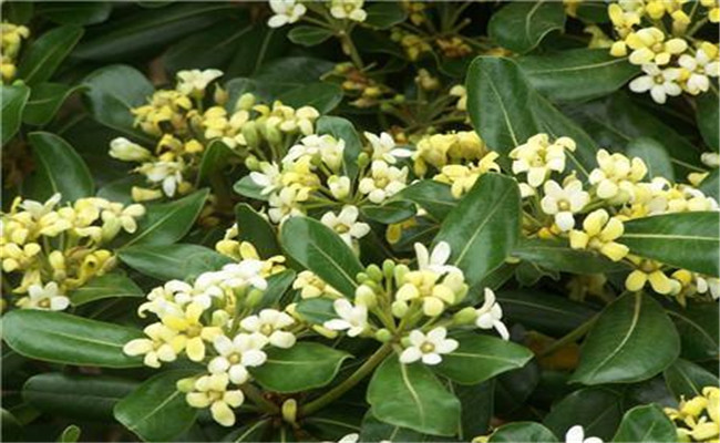 冬青開(kāi)花嗎？