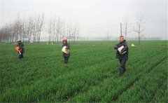 尿素怎么施不浪費(fèi)，施用尿素需要注意什么？