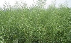 種植油菜施什么肥料能高產(chǎn)，油菜田怎么除草？