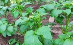 馬鈴薯青枯病的病原、癥狀、傳播方式防治方法