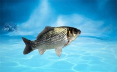野生鯽魚吃什么？野生鯽魚和養(yǎng)殖鯽魚的區(qū)別
