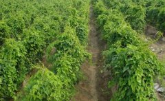 山藥的需肥特點(diǎn)，山藥如何施基肥、怎樣追肥