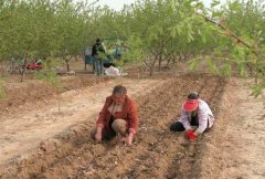 山藥種植前如何處理，種植山藥如何整地挖溝
