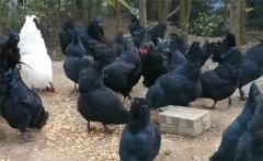 烏骨雞的分段飼養(yǎng)、放牧飼養(yǎng)與補喂砂礫方法