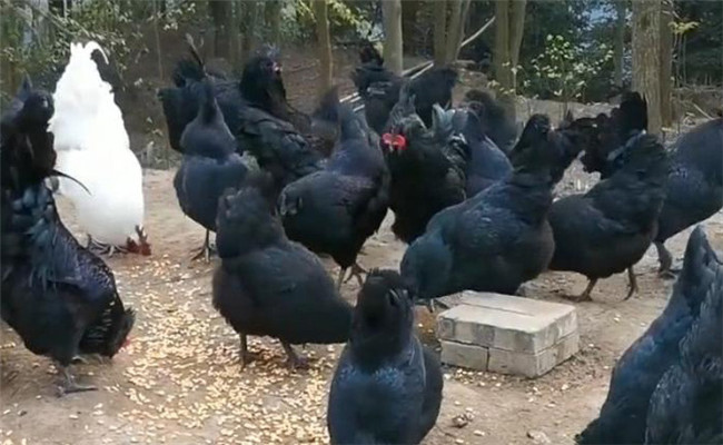 烏骨雞的分段飼養(yǎng)、放牧飼養(yǎng)與補(bǔ)喂砂礫方法