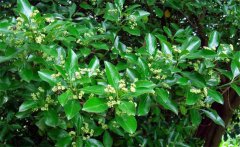 衛(wèi)矛的別名叫什么，衛(wèi)矛是常綠還是落葉植物？