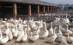 種鵝場規(guī)劃原則，種鵝場建設(shè)的幾個細(xì)節(jié)問題