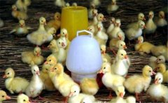 春季如何繁育雛鵝？雛鵝的飼養(yǎng)管理技術